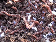 Preparation of vermicompostby Shahabuddin