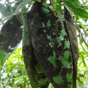 জলপাইয়ের শুটিমোল্ড রোগ