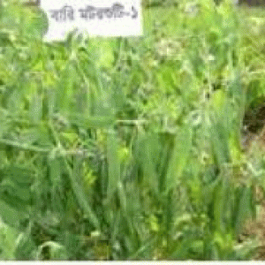 বারি মটরশুটি ১