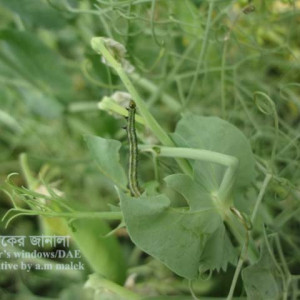 মটরসুটির ক্যাবেজ লুপার পোকা