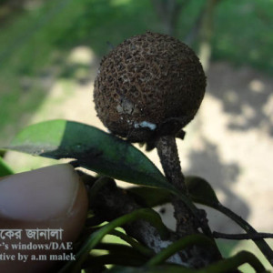 সফেদার মিলিবাগ