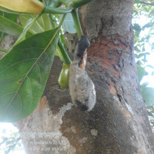 কাঁঠালের মুচি পঁচা রোগ