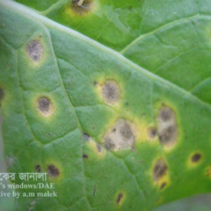 সরিষার পাতা ঝলসানো রোগ