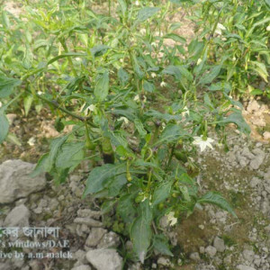 মরিচের মাকড়