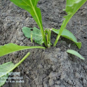 সুগারবিটের কাটুই পোকা