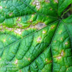 শসার পাতার টার্গেট স্পট রোগ