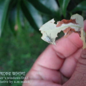 লিচুর পাতার উইভিল