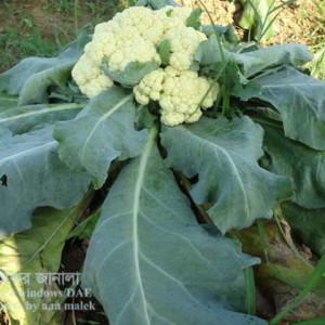 ফুলকপির গোড়া পঁচা রোগ