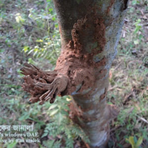 দারুচিনির উঁইপোকা