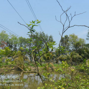 লেবুর আগামরা রোগ