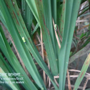 ধানের সবুজ পাতা ফড়িং
